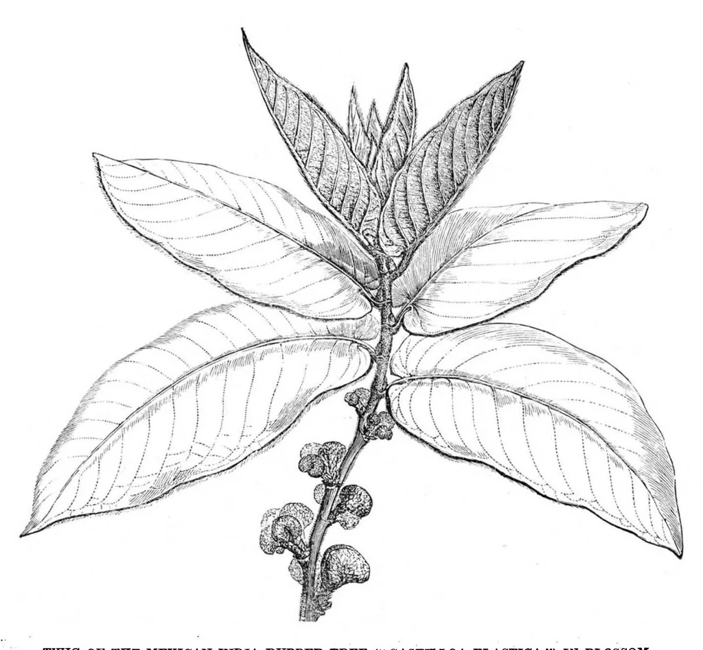 An illustration from Scientific American, Vol. 38, No. 7 (February 1878), 1878, leaf 8