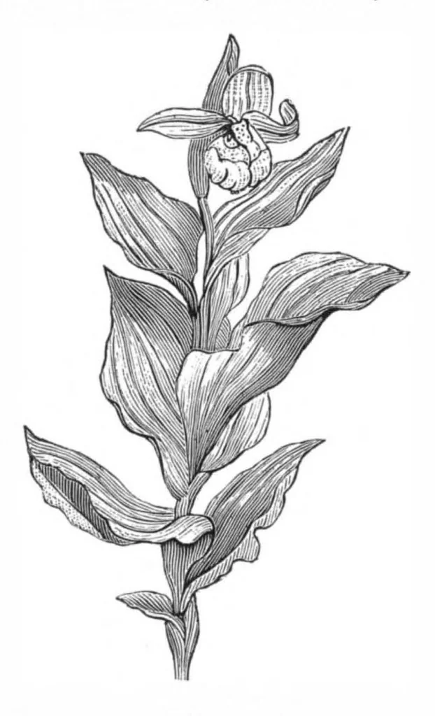 An illustration from Scientific American, Vol. 38, No. 14 (April 1878), 1878, leaf 9