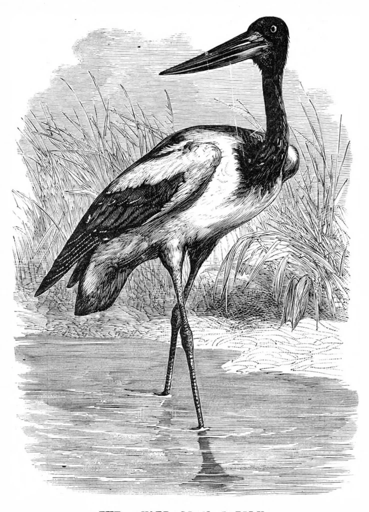 An illustration from Scientific American, Vol. 39, No. 5 (August 1878), 1878, leaf 7