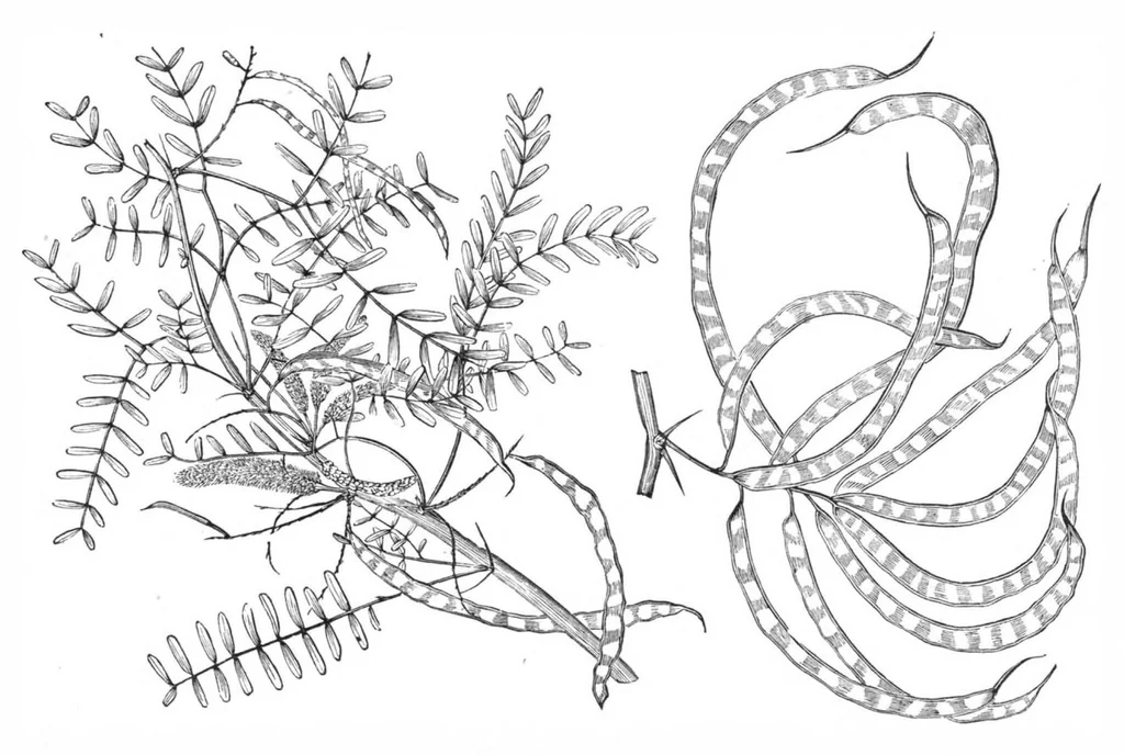 An illustration from Scientific American, Vol. 39, No. 9 (August 1878), 1878, leaf 10