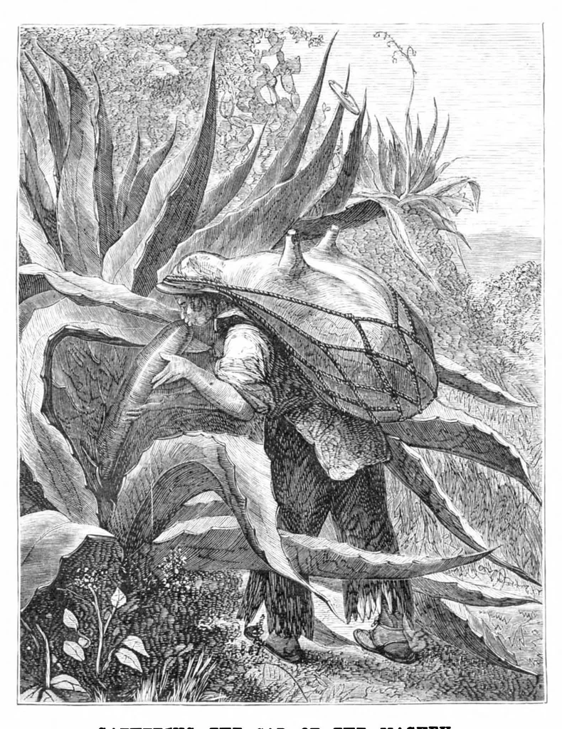 An illustration from Scientific American, Vol. 39, No. 12 (September 1878), 1878, leaf 8