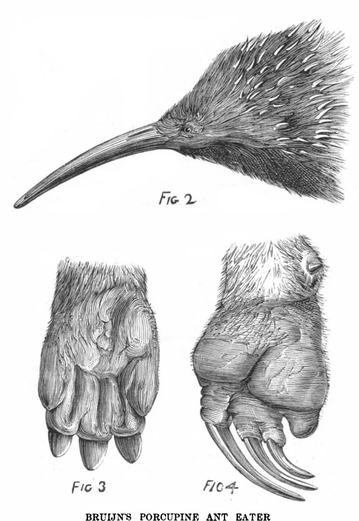 An illustration from Scientific American, Vol. 39, No. 14 (October 1878), 1878, leaf 10