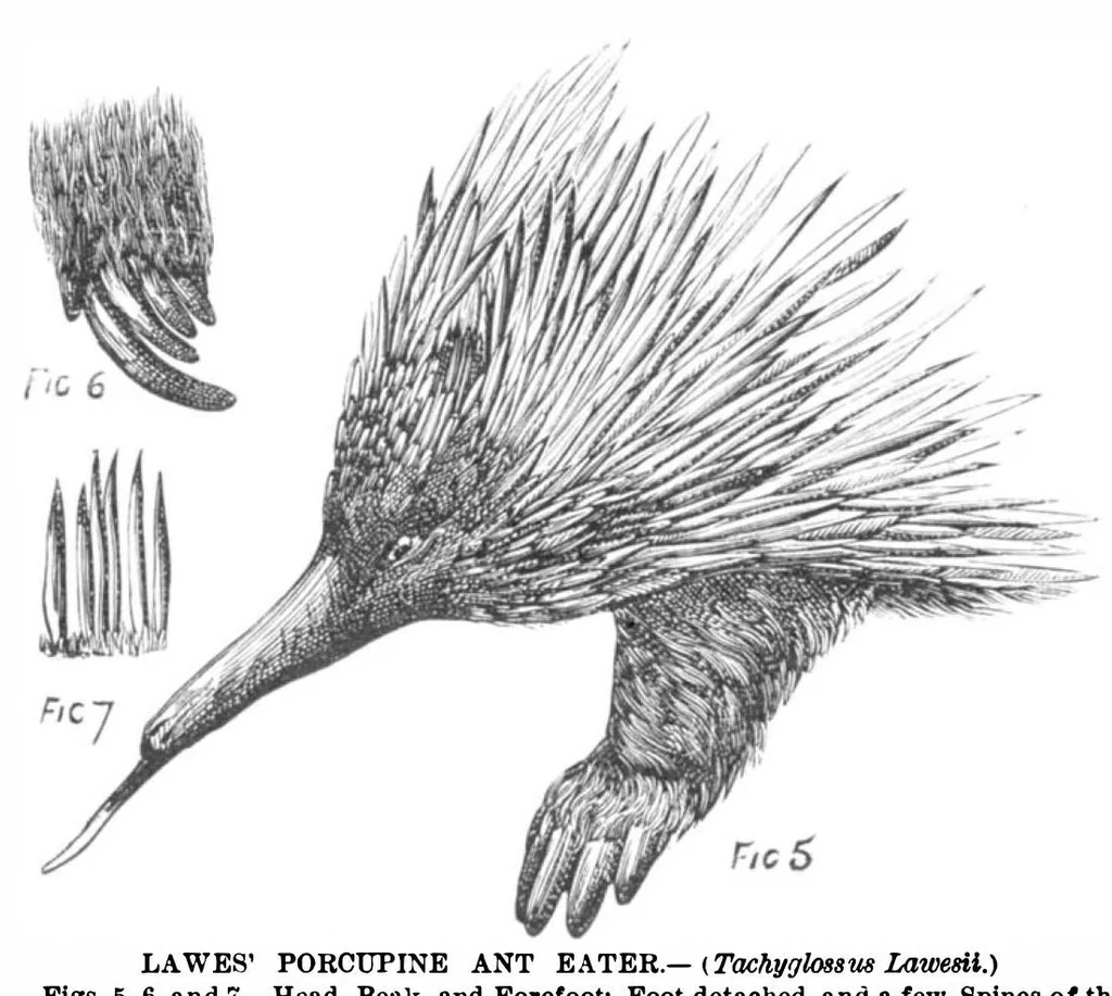An illustration from Scientific American, Vol. 39, No. 14 (October 1878), 1878, leaf 10