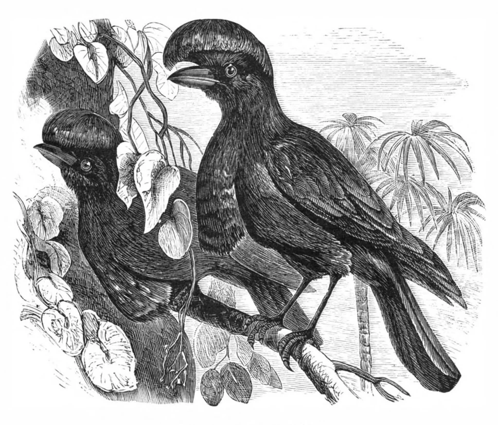 An illustration from Scientific American, Vol. 39, No. 19 (November 1878), 1878, leaf 10