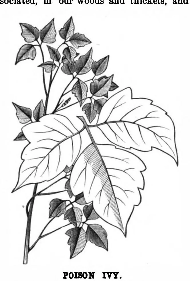 An illustration from Scientific American, Vol. 39, No. 22 (November 1878), 1878, leaf 7