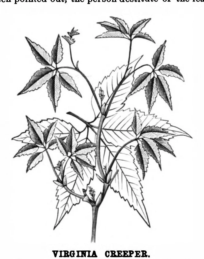 An illustration from Scientific American, Vol. 39, No. 22 (November 1878), 1878, leaf 7