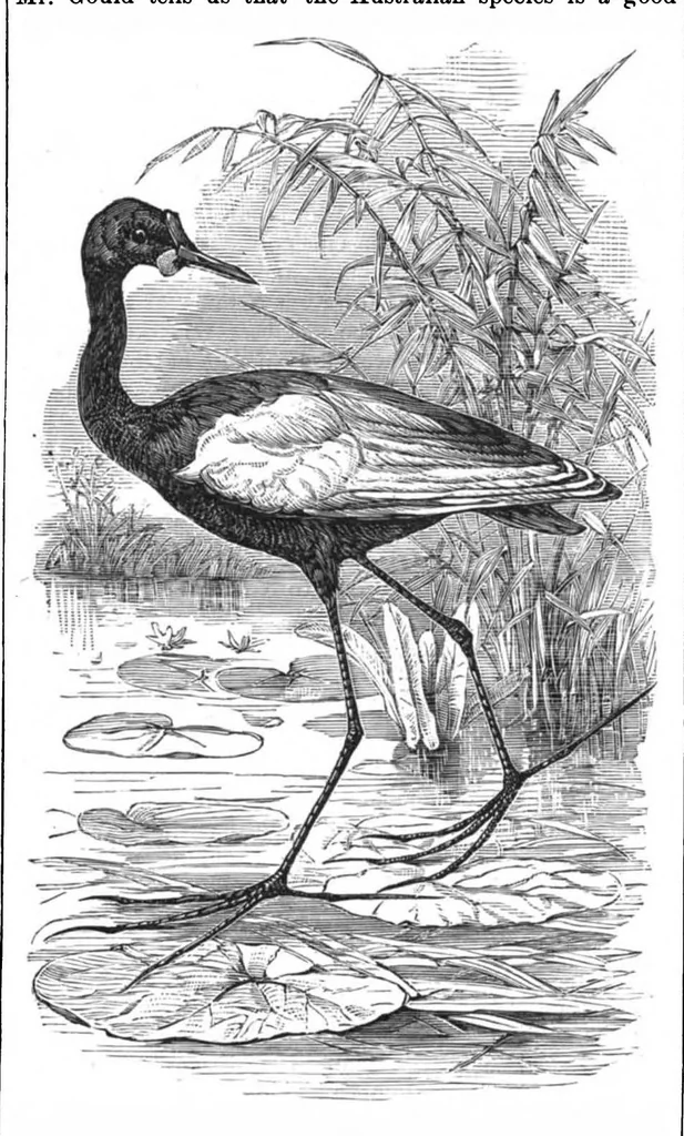 An illustration from Scientific American, Vol. 39, No. 23 (December 1878), 1878, leaf 8