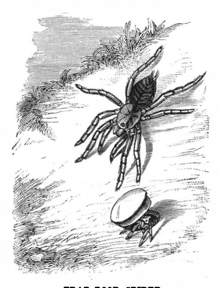 An illustration from Scientific American, Vol. 39, No. 24 (December 1878), 1878, leaf 8
