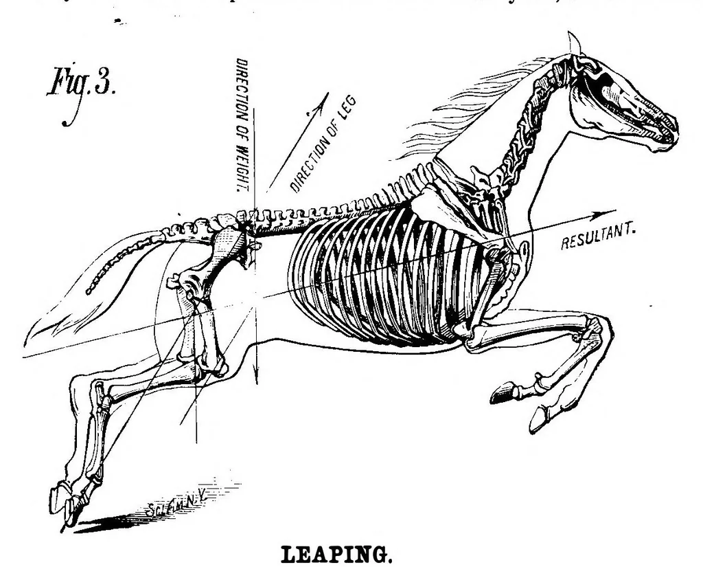 An illustration from Scientific American, Vol. 39, No. 26 (December 1878), 1878, leaf 4