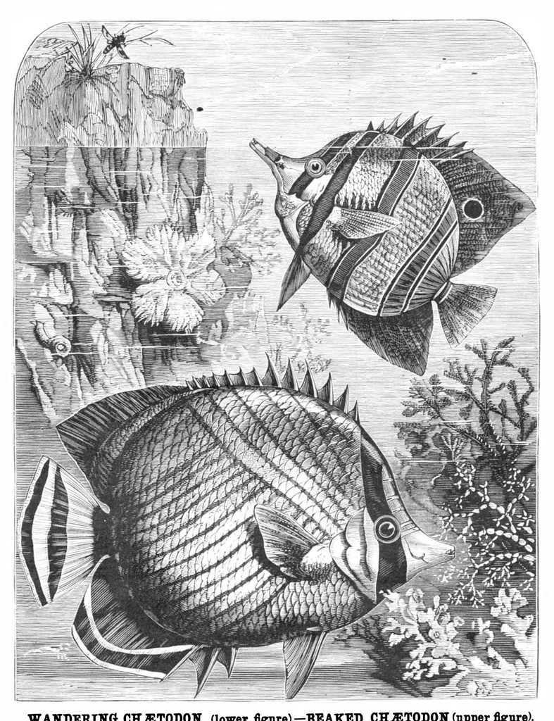 An illustration from Scientific American, Vol. 40, No. 3 (January 1879), 1879, leaf 8