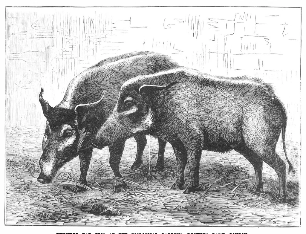 An illustration from Scientific American, Vol. 40, No. 4 (January 1879), 1879, leaf 8
