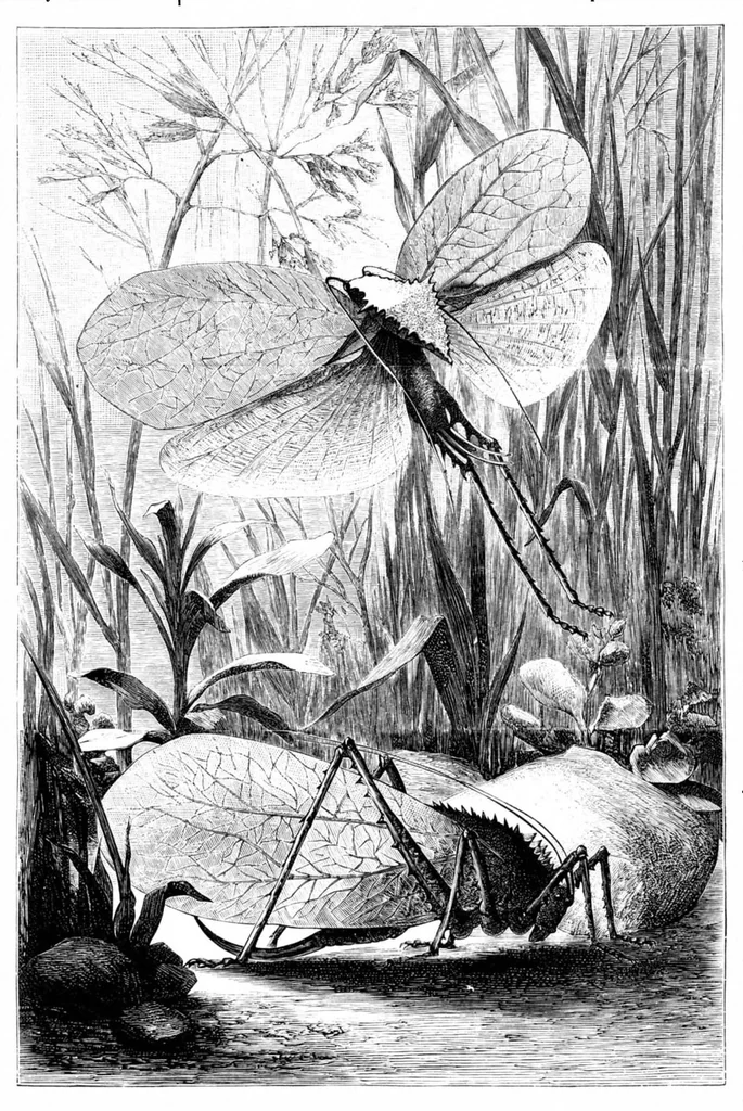 An illustration from Scientific American, Vol. 40, No. 6 (February 1879), 1879, leaf 8