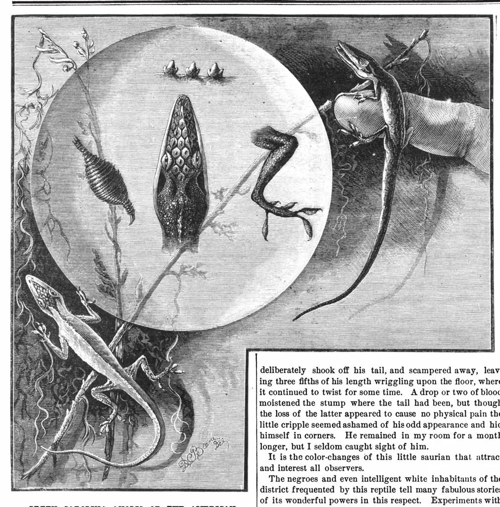 An illustration from Scientific American, Vol. 40, No. 8 (February 1879), 1879, leaf 8