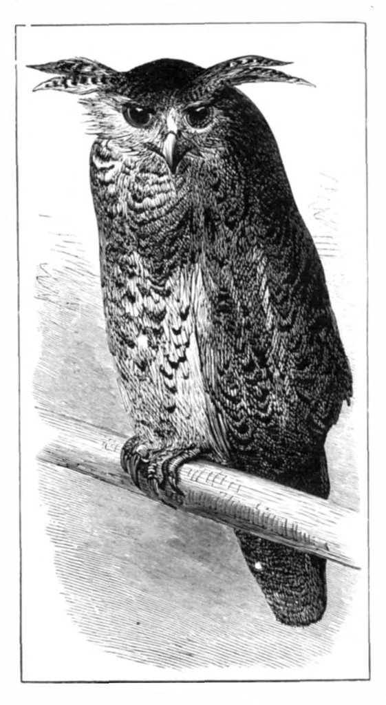 An illustration from Scientific American, Vol. 40, No. 9 (March 1879), 1879, leaf 8