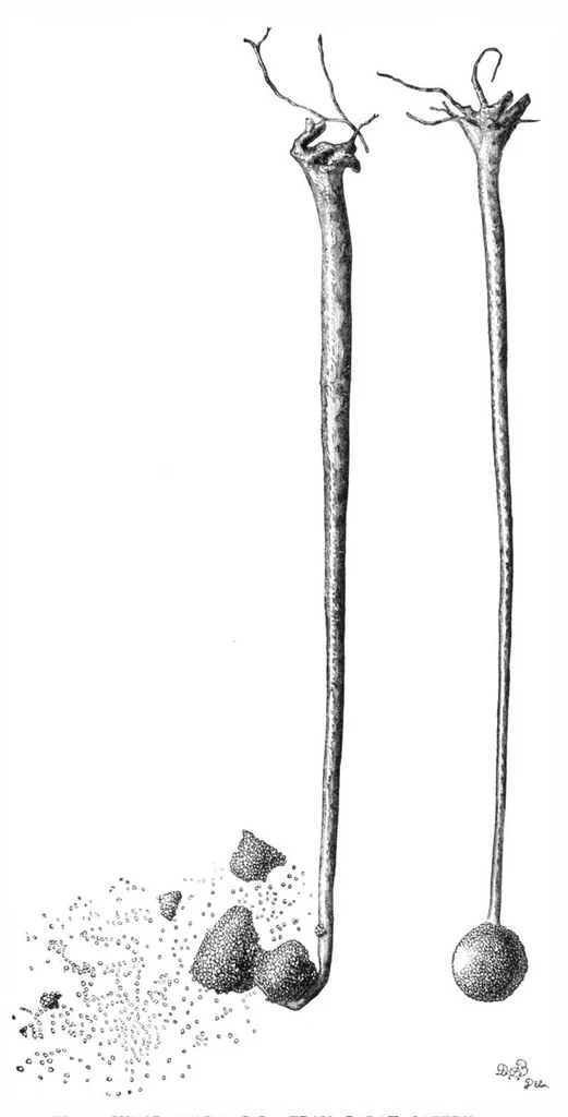 An illustration from Scientific American, Vol. 40, No. 10 (March 1879), 1879, leaf 10