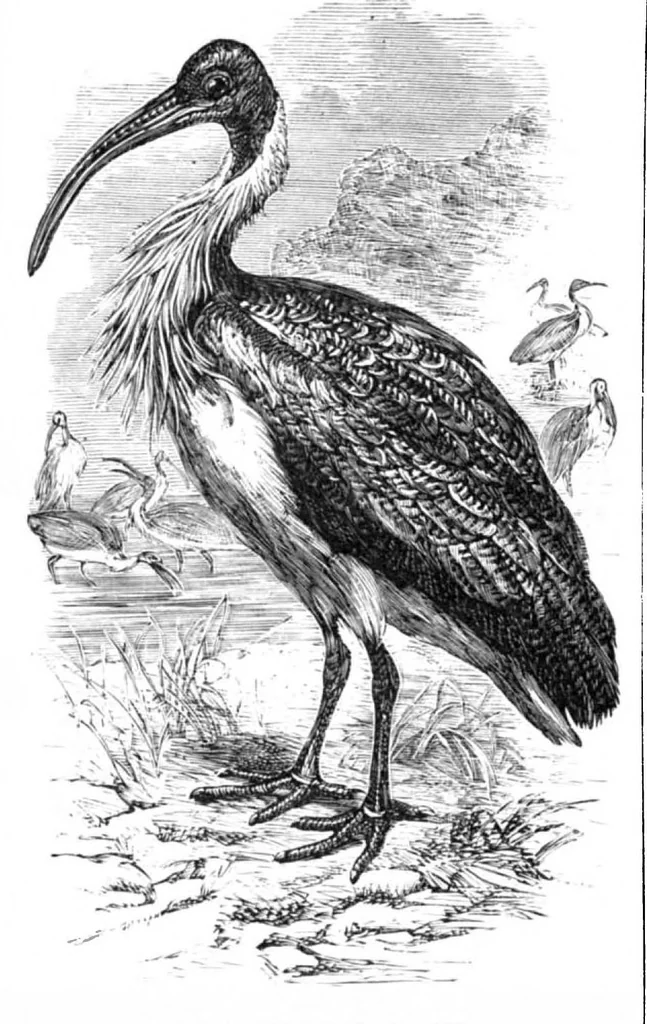 An illustration from Scientific American, Vol. 40, No. 11 (March 1879), 1879, leaf 10