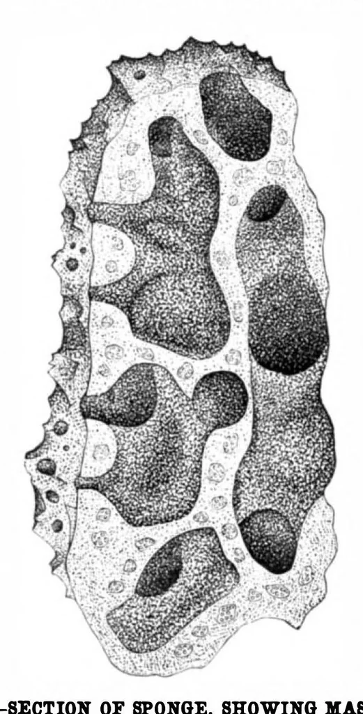 An illustration from Scientific American, Vol. 40, No. 11 (March 1879), 1879, leaf 8