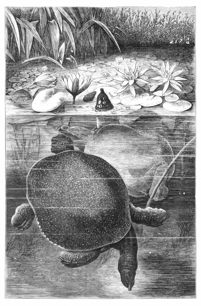 An illustration from Scientific American, Vol. 40, No. 12 (March 1879), 1879, leaf 8