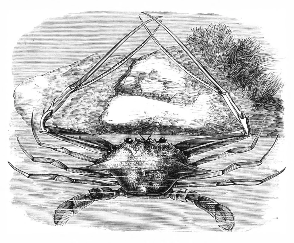An illustration from Scientific American, Vol. 40, No. 15 (April 1879), 1879, leaf 8