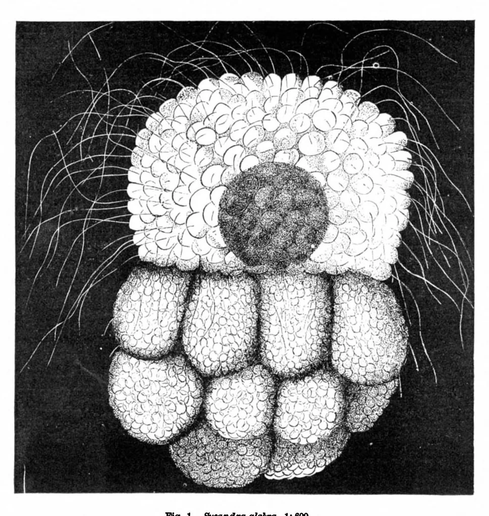 An illustration from Scientific American, Vol. 40, No. 18 (May 1879), 1879, leaf 10