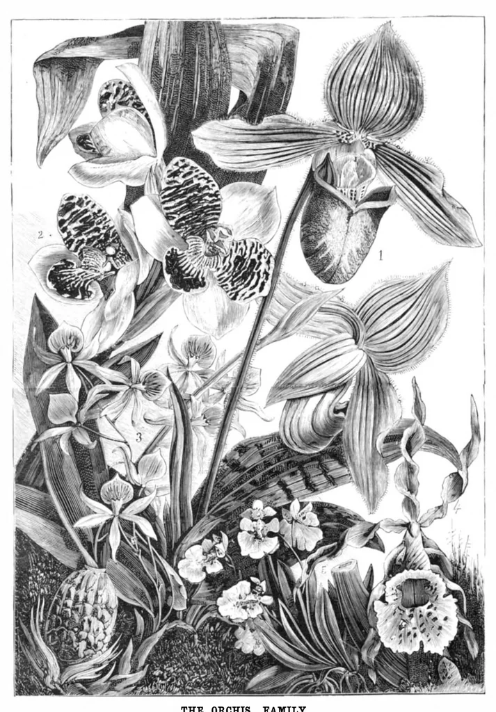 An illustration from Scientific American, Vol. 40, No. 21 (May 1879), 1879, leaf 8