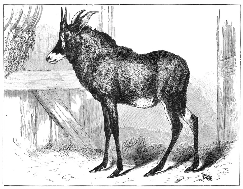 An illustration from Scientific American, Vol. 40, No. 22 (May 1879), 1879, leaf 8