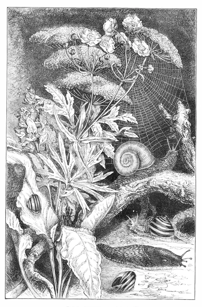 An illustration from Scientific American, Vol. 40, No. 23 (June 1879), 1879, leaf 8