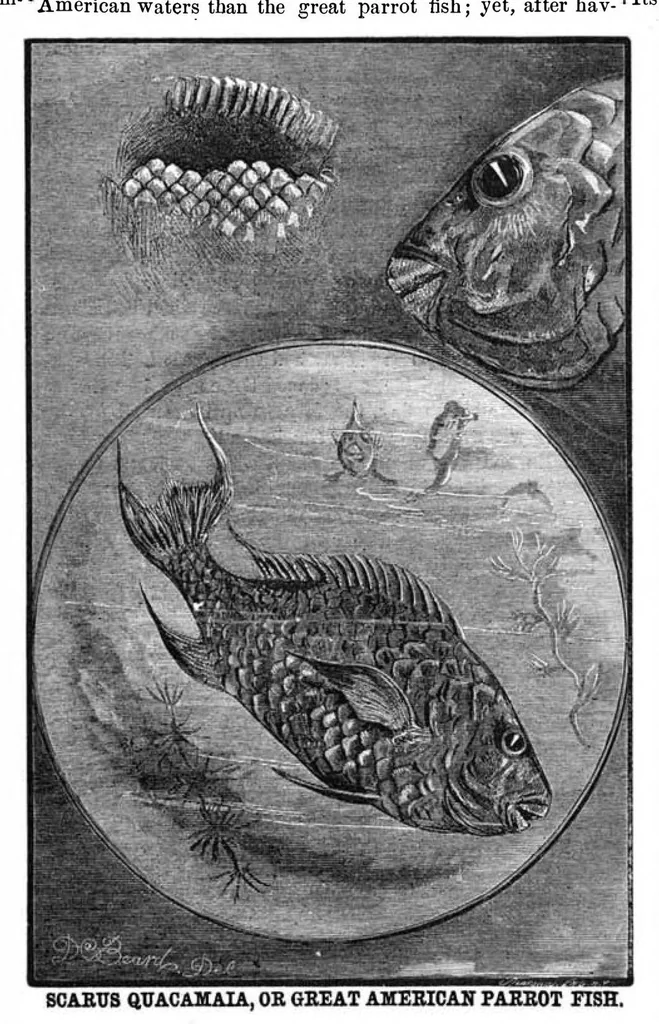 An illustration from Scientific American, Vol. 41, No. 2 (July 1879), 1879, leaf 8