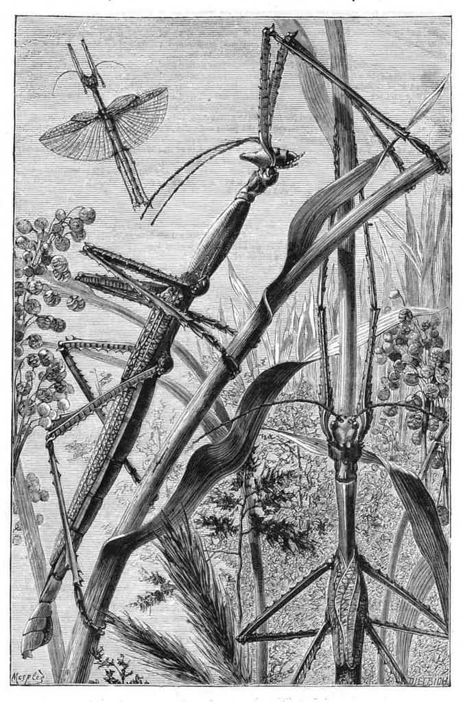 An illustration from Scientific American, Vol. 41, No. 13 (September 1879), 1879, leaf 8