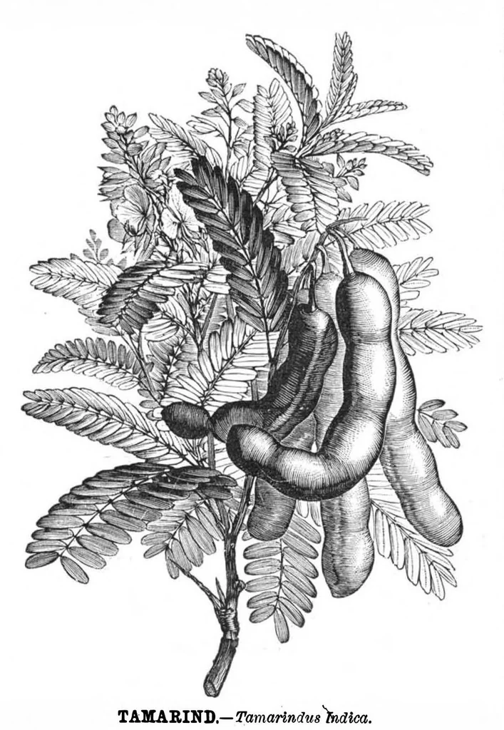An illustration from Scientific American, Vol. 41, No. 14 (October 1879), 1879, leaf 8