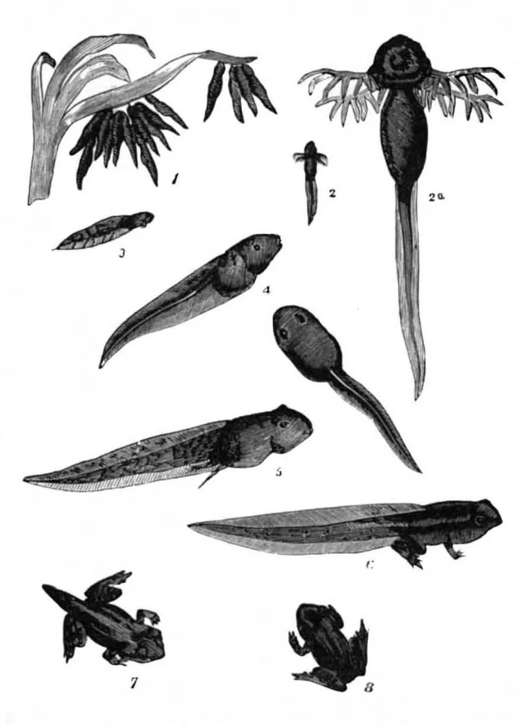 An illustration from Scientific American, Vol. 41, No. 22 (November 1879), 1879, leaf 8