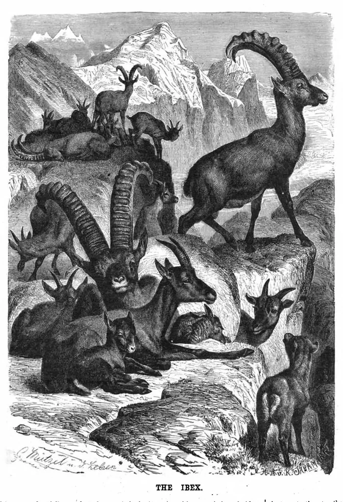 An illustration from Scientific American, Vol. 41, No. 23 (December 1879), 1879, leaf 8