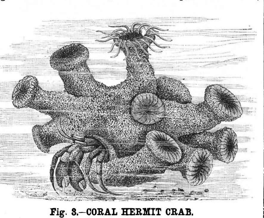 An illustration from Scientific American, Vol. 42, No. 8 (February 1880), 1880, leaf 8