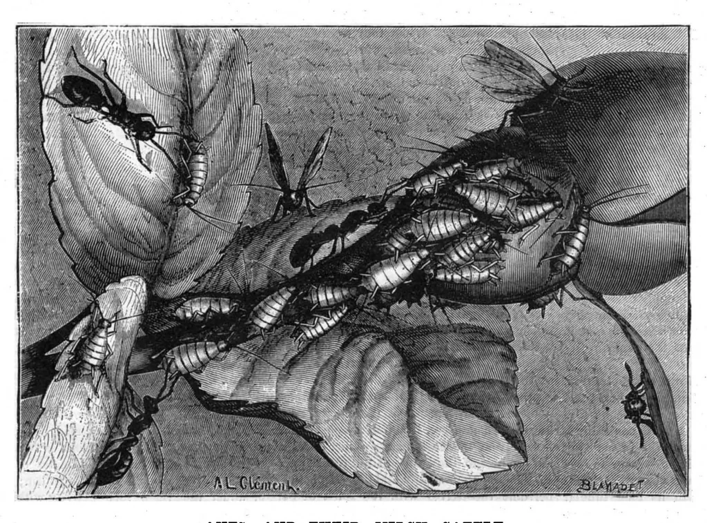 An illustration from Scientific American, Vol. 42, No. 21 (May 1880), 1880, leaf 8