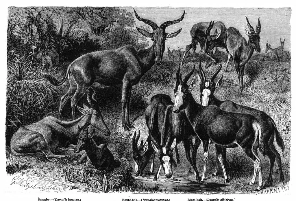 An illustration from Scientific American, Vol. 42, No. 23 (June 1880), 1880, leaf 8