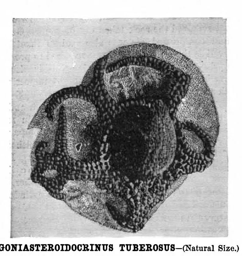 An illustration from Scientific American, Vol. 42, No. 24 (June 1880), 1880, leaf 8