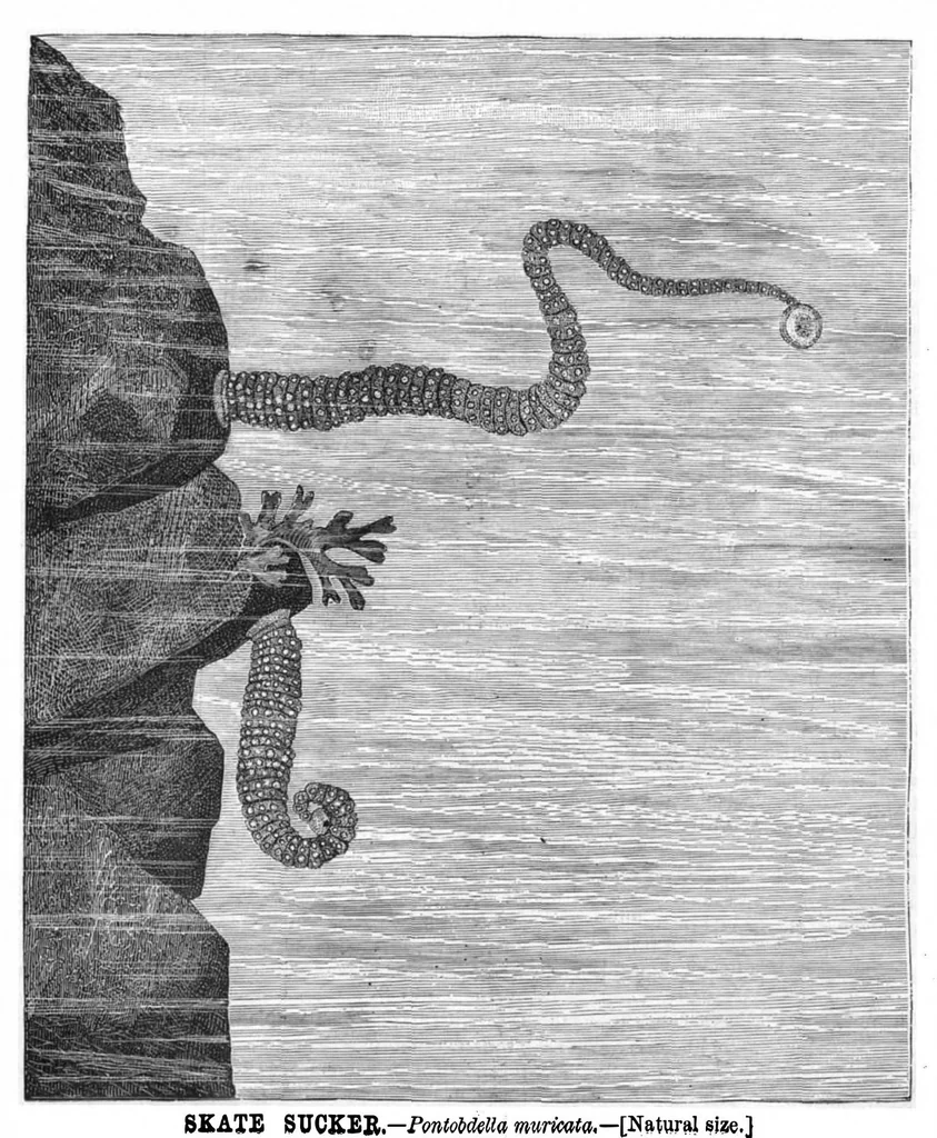 An illustration from Scientific American, Vol. 43, No. 3 (July 1880), 1880, leaf 8