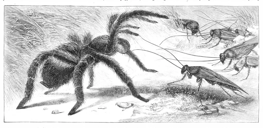 An illustration from Scientific American, Vol. 43, No. 4 (July 1880), 1880, leaf 8