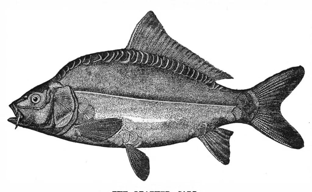 An illustration from Scientific American, Vol. 43, No. 5 (July 1880), 1880, leaf 8