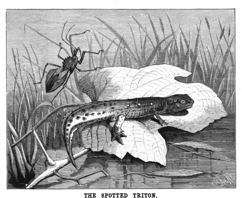 An illustration from Scientific American, Vol. 43, No. 10 (September 1880), 1880, leaf 8