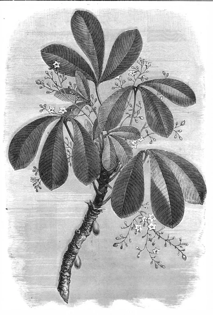 An illustration from Scientific American, Vol. 43, No. 12 (September 1880), 1880, leaf 8