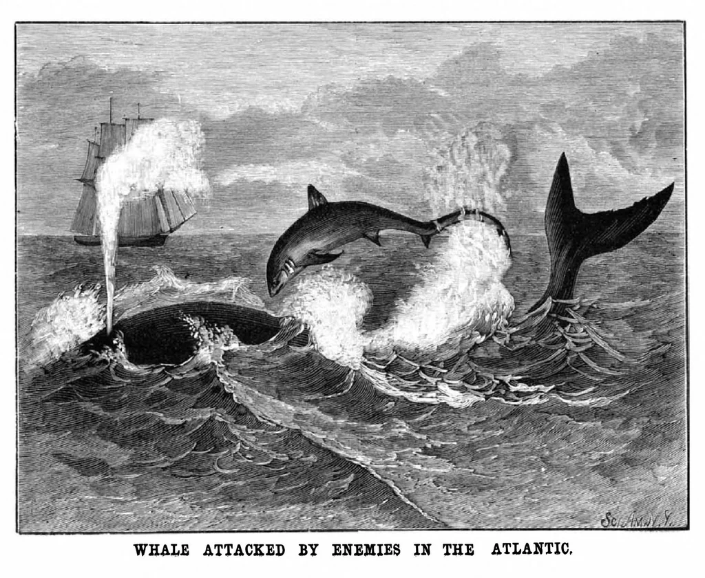 An illustration from Scientific American, Vol. 43, No. 19 (November 1880), 1880, leaf 8