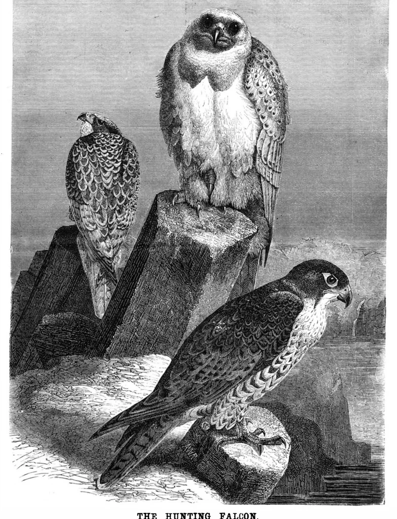 An illustration from Scientific American, Vol. 43, No. 20 (November 1880), 1880, leaf 8