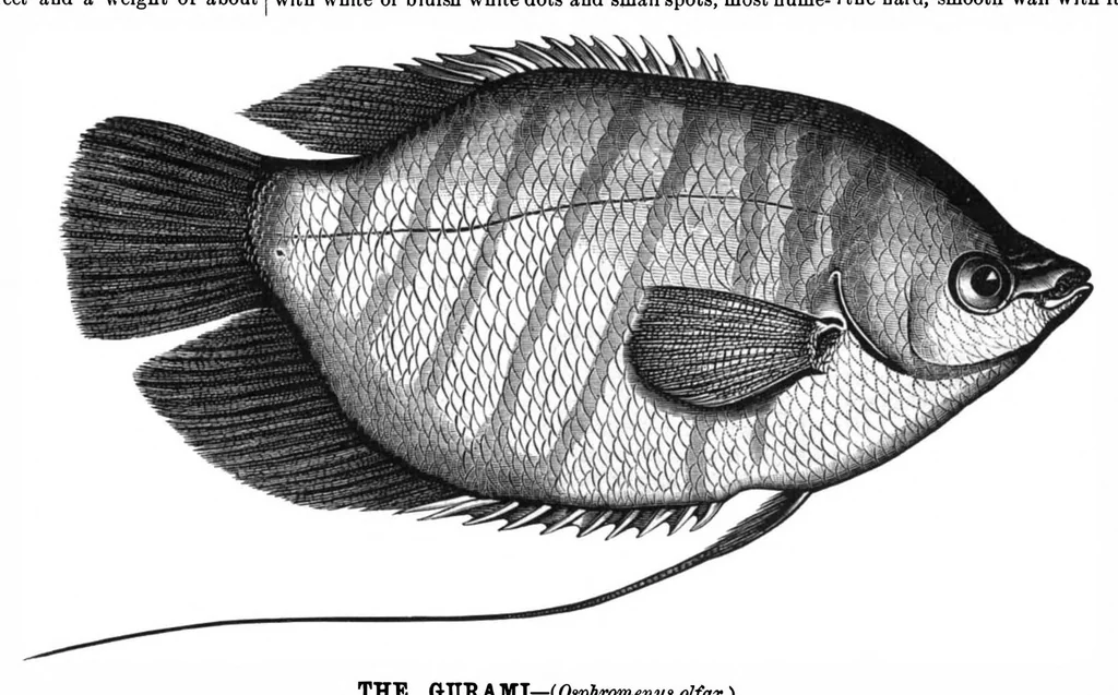 An illustration from Scientific American, Vol. 43, No. 23 (December 1880), 1880, leaf 8