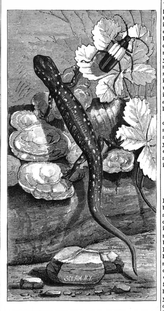 An illustration from Scientific American, Vol. 43, No. 23 (December 1880), 1880, leaf 8