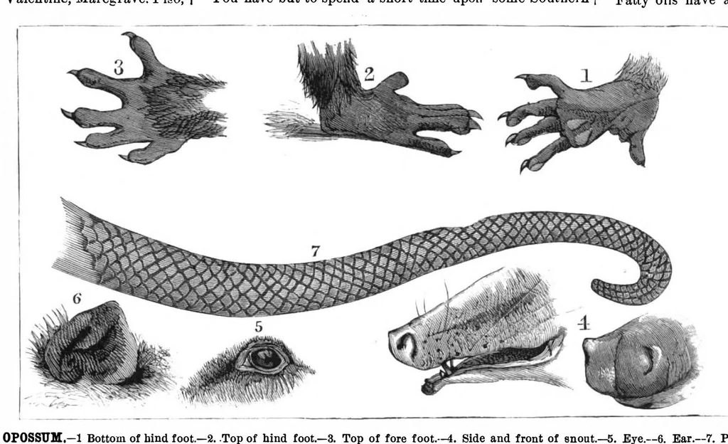 An illustration from Scientific American, Vol. 43, No. 24 (December 1880), 1880, leaf 8