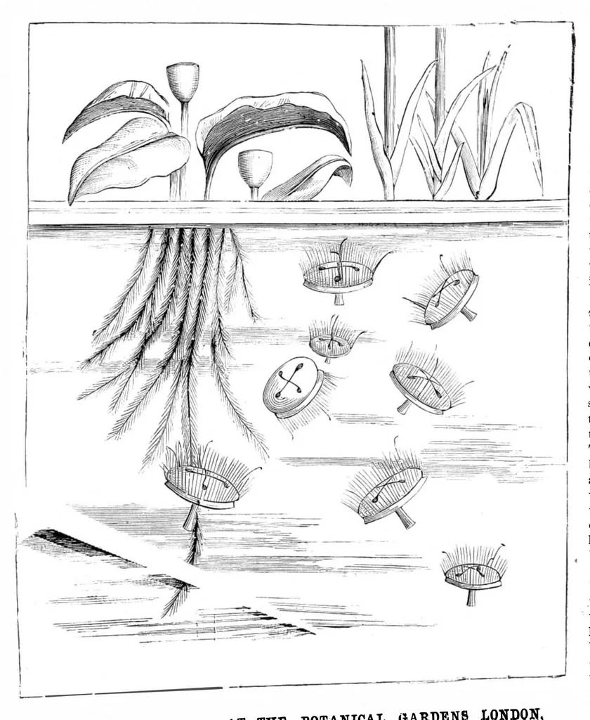 An illustration from Scientific American, Vol. 44, No. 4 (January 1881), 1881, leaf 8