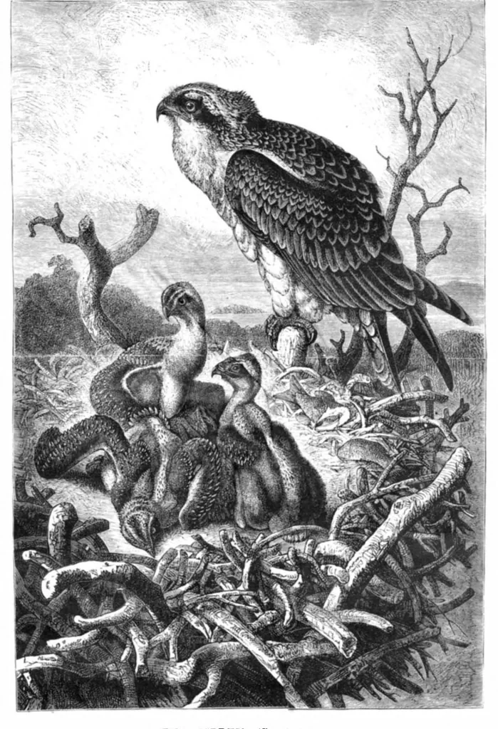 An illustration from Scientific American, Vol. 44, No. 10 (March 1881), 1881, leaf 8