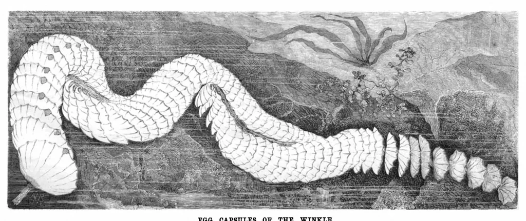 An illustration from Scientific American, Vol. 44, No. 11 (March 1881), 1881, leaf 8