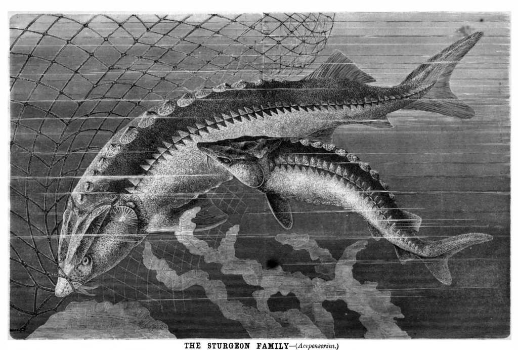 An illustration from Scientific American, Vol. 44, No. 15 (April 1881), 1881, leaf 8